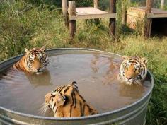 Hosted by imgur.com #tigers at the spa!