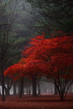 Red Tree by Nayein (DeviantArt / Flickr)