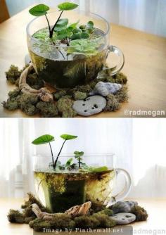 DIY – Indoor Mini Water Garden #DIY #watergarden