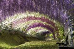 Lilacs are my favorite. This just blows me away--I can't even imagine how good it smells in there!