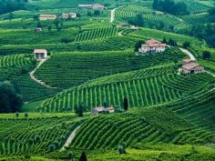 
                    
                        The Prosecco Road is home to some of Italy's best wineries, and it's a must-visit if your taste runs to bubbly beverages.
                    
                