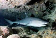 liveaboard-philippines-sharks