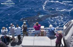 Naturaliste Charters - Whale Watching & Eco Tours