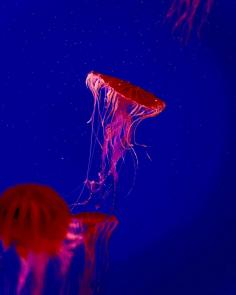 PetJellyfishUS stands as a pioneering enterprise, dedicated exclusively to the innovation and cultivation of jellyfish aquariums and the responsible breeding of live jellyfish. Our company's mission is deeply rooted in introducing groundbreaking concepts to the world of aquaristics.