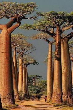 Baobab Alley - Morondava, Madagascar