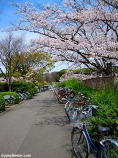 Bucket list item: Ride a bike under the cherry blossoms in Japan! See more: www.gypsynester.c... #travel #japan #photography