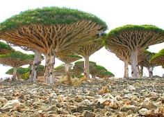 Socotra.