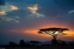 Serengeti. Tanzania. Africa