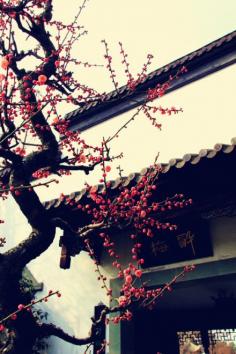 Plum blossoms in China