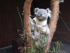 My most favourite #Koala in #Australia