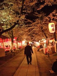 Hirano-Jinja Shrine has been famous for beautiful cherry blossoms since ancient times..高野川桜通信５・満開の家路　平野神社 @Wako Kato