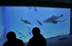 Osaka Aquarium, top attractions in Japan, top attractions in Osaka