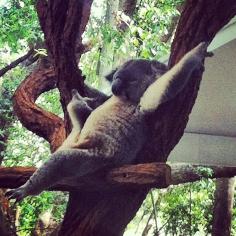 A lazy koala at Lone Pine Sanctuary, Fig Tree Pocket, Brisbane, Queensland, Australia, 2013, photograph by Kirsten Michelle.