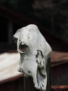 362....A Skull Hanging on A Post in Alabama