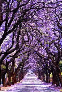 Jacaranda Tree Tunnel, Sydney, Australia. We saw these in Kenya, and they are just as beautiful in person...