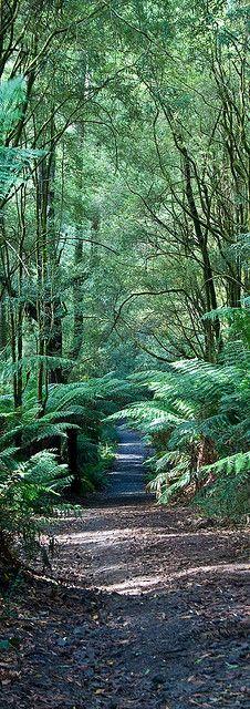 Otway National Park, Melbourne, Australia byby moronif
