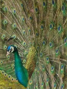 Peacocks never fail to amaze me with their beauty by B Lowe