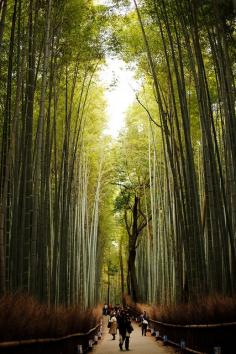 Path of Bamboo in Arashiyama, Kyoto, Japan (竹林の小径 Path of Bamboo #1 [Explored] by sunnywinds, via Flickr)