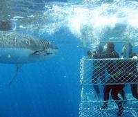 Shark Cage Diving, Eyre Peninsula, South Australia. Stay at Port Lincoln YHA.