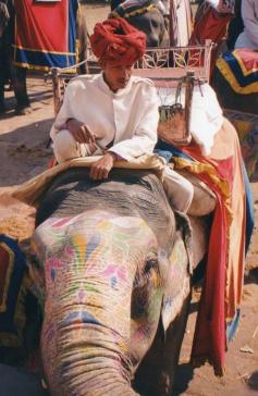 Elephant "driver" to Amber Fort, Jaipur, India