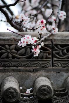 White plum blossoms in Xi'an ancient city, China 西安古城头