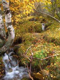 facebook.com/TRS.Collector | Brzozowe lasy na północy, też mogą nas pobudzać tą fajną dopasowaną kolorystyką jesienną.