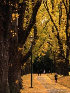 Fitzroy Gardens, Melbourne, Australia  by James Braund