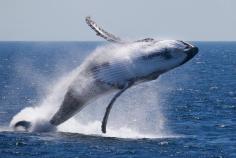 Whale Watching Sydney