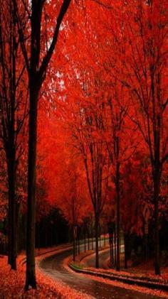 Scarlet in autumn road it doesn