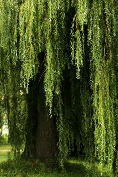 weeping willow
