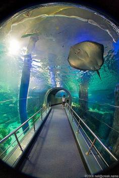 Melbourne Aquarium...cool