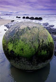 The Moeraki Boulders are a big attraction, found on Koekohe Beach near Moeraki on New Zealand’s coast. The huge, gray, spherical stones formed in sediment on the sea floor 60 million years ago and were revealed by shoreline erosion. The boulders, some of which stand alone and some in clusters, can weigh several tons and measure 10 feet across. >>> Pretty neat, has anyone seen these?