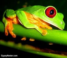 Bucket list item: The Costa Rican jungle at night! Pictured: A red eyed tree frog - see more: www.gypsynester.c... #travel #frog #photography