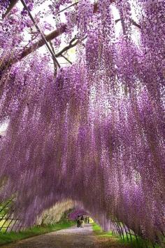 Kawachi Wisteria Garden Fukuoka Japan. (via travel #Japan)