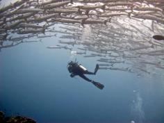 Ever swam with a school of barracuda before? Discovered by Rob and Lina at Sipadan Island, Sabah, #Malaysia #adventure