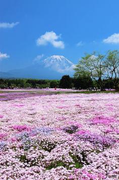 Mt. Fuji and pink field