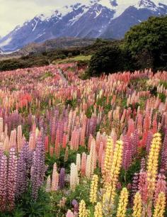 via It's a beautiful world........ National Park in New Zealand