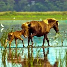 Wildlife on Assateague Island. Via T+L  (www.travelandleis...).