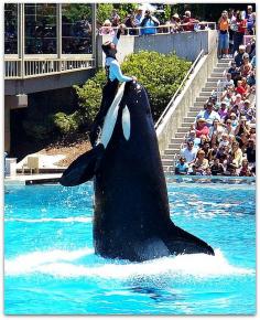 Orca Corky Performing at the Shamu Show at Sea World, San Diego, California