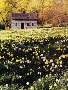 Daffodil Cottage, Tennessee photo via barbara
