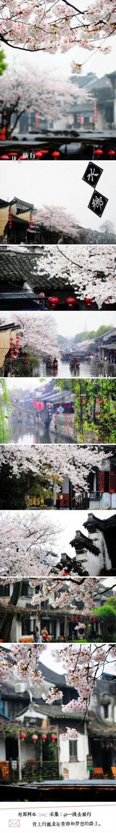 Cherry blossoms in  Xi Tang, Jia Xing, China 嘉兴西塘