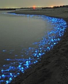 Firefly Squid Beach in Japan