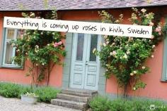 Everything is coming up #roses in Kivik, #Sweden. #WelcometoSweden