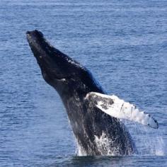 Whale-Watching in Cape Cod. Via T+L (www.travelandleis...).