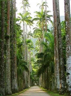 Rio de Janeiro Botanical Gardens | Brazil