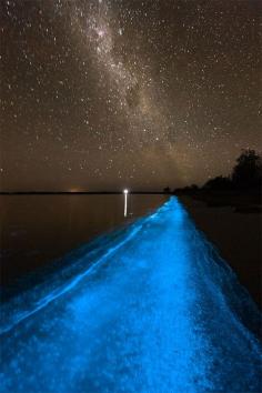 Australia's Amazing Bioluminescent Lake