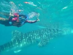 Swimming with whale shark or Butanding as they call it in Tagalog. Most awesome superb experiences I've ever had in my life. The waves could be harsh sometimes depending on the weather. Have to pay around 500 pesos (so cheap!) to do this. They give us 30 mins to spend with this amazing creature. Gosh it still feels surreal until now! Discovered by Wana Mshahs at Oslob Whale Shark Watching, Oslob, Philippines