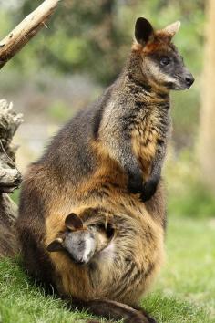 Swamp wallaby with joey in pouch.  The swamp wallaby (Wallabia bicolor) is a wallaby from the family of kangaroos (Macropodidae).  It is the only species in the genus Wallabia