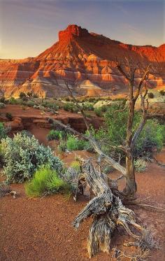 Red Rock Formation and Mesquite Snag - Utah