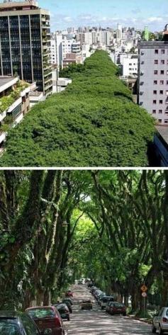 Every city in the world should have streets like this - Porto Alegre, Brazil.
